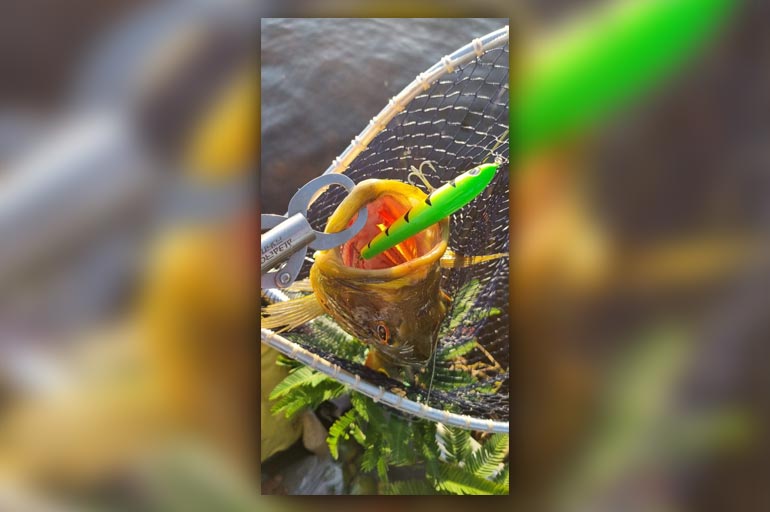 experimente iscas diferentes - 5 dicas de como escolher a isca para pescar tucunaré-açu